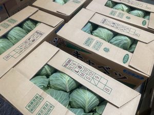【県外産 入荷情報】キャベツ(千葉県産・茨城県産)の入荷が始まりました